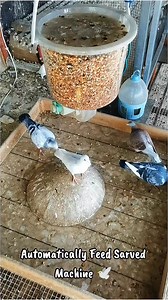 Automatically Feed Sarved Machine #feedmachine #racingpigeons #pigeonracing #homerpigeon #homingpigeon | Topflight Racing Pigeon Loft
