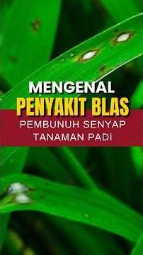 UNDERSTANDING RICE BLAST DISEASE: THE SILENT KILLER OF RICE PLANTS #ipbdigitani