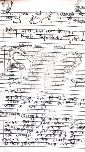 female reproductive system class 12