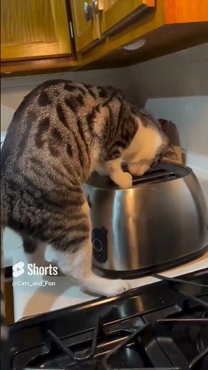 Subscribe for toaster cat Maggie 🐈❣️ Cat found mouse in toaster 😂 Subscribe to CAT🥹😽❣️