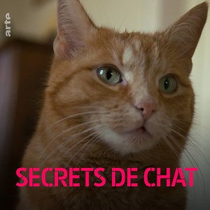 Ils ont beau régner en maîtres sur Internet, les 🐈 sont en réalité loin d’être de dociles animaux domestiques. Décryptez les miaous : bit.ly/SecretsChats | ARTE