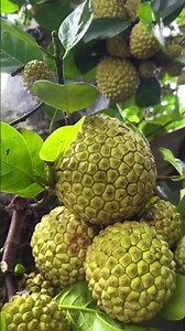 🌿 Unda Chakka / Thamara Chakka / Rudraksha Chakka / Kunjan Chakka – Live Plants Available Now!