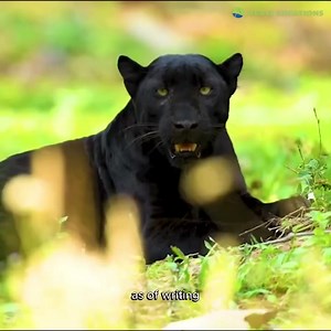 46K views · 1.1K reactions | Black leopards, also known as...