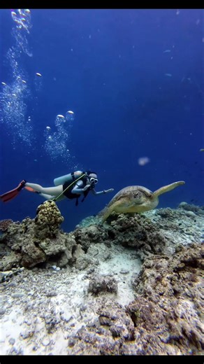 331K views · 4.8K reactions | The biggest green sea turtle I've ever seen #keepdiving #adventuredive #oceanlife #scubadiving #underwaterworld #fblifestyle #seaturtle | Long Journey | Facebook