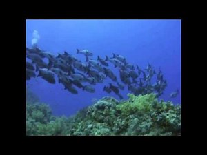 AVS Video Editor Sample Project HD 2011