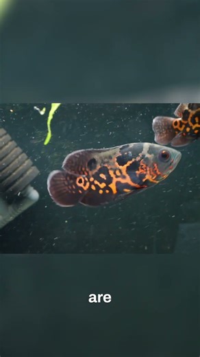 Oscar Fish: Stunning Colors & Diet Secrets Revealed! #shorts