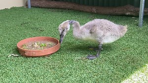 Daily feeds with Noctus the cygnet are just the best! 💙 | Wildlife Warriors
