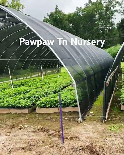 Pawpaw tree production beds at Tn Nursery #pawpaws #tnnursery #garden