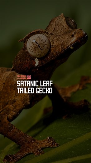 764K views · 16K reactions | Satanic Leaf-Tailed Gecko: The Master of Disguise - In the dark forests of Madagascar, a creature hides in plain sight. How can something so strange remain completely invisible? What force shaped such impossible camouflage? This story reveals one of evolution’s most haunting creations — the satanic leaf-tailed gecko. Watch how nature perfected the art of disguise. | The Brain Maze | Facebook