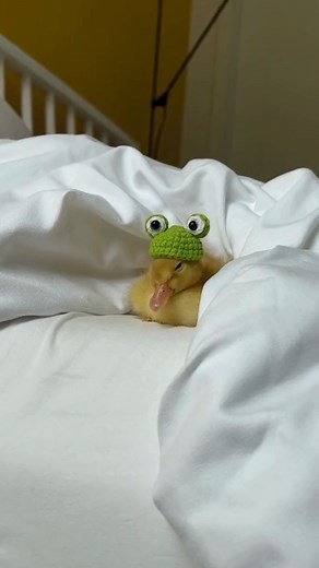 No need to stay up worrying—your insurance is covered, just like this duck's nap! | Lincoln Insurance Group, LLC - South Carolina