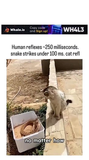 @ComicCove on Instagram: "Instagram features a video of cats evading snake strikes, emphasizing their 20-70ms reaction time versus snakes' 44-70ms strikes and humans' ~250ms average, showcasing evolutionary speed advantages in feline hunting instincts. Factually supported by peer-reviewed data: human visual reaction times average 220-284ms (Human Benchmark, BioNumbers), snake strikes occur in 50-90ms (Phys.org, Monash University), and cat reflexes align with 20-70ms citations from veterinary and