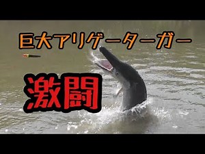 【ド迫力のジャンプ】２ｍ越え巨大アリゲーターガー釣り！/River monster Alligator Gar Fishing
