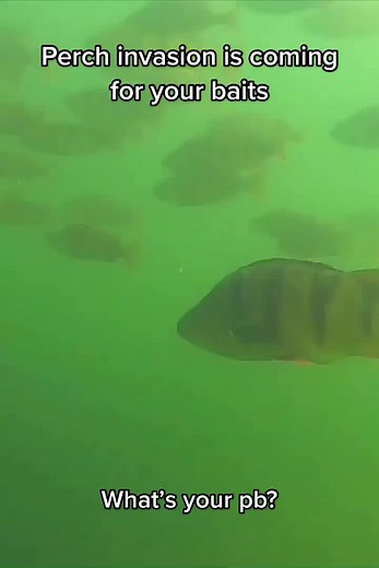 NØMIS Fishing on TikTok