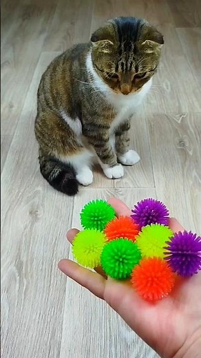 Cat Barsik Balls 🌈⭕ Reverse video #reverse #cat #marblerunandmore