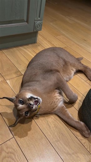 Such mixed messages!! #react #humor #comedy #joke #funny | Andrew "TruckGuyReacts" Campbell III