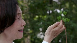 Surviving trees from Hiroshima garden remain powerful symbol after atomic blasts