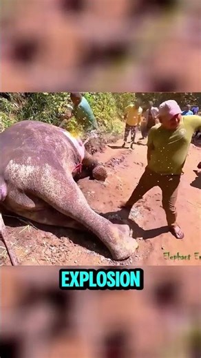 Why Animals Explode After Death 😳 #shorts