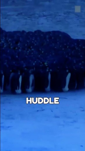 How Baby Penguins Survive the Harshest Winters! ❄️🐧