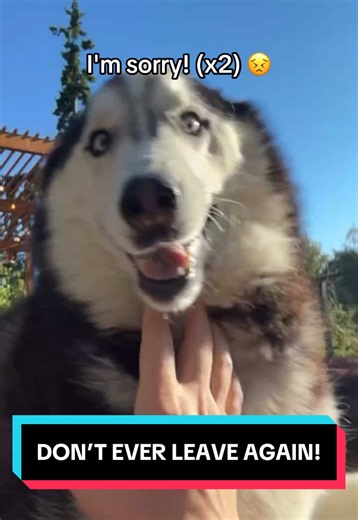 Siberian Huskies' Separation Anxiety Explained