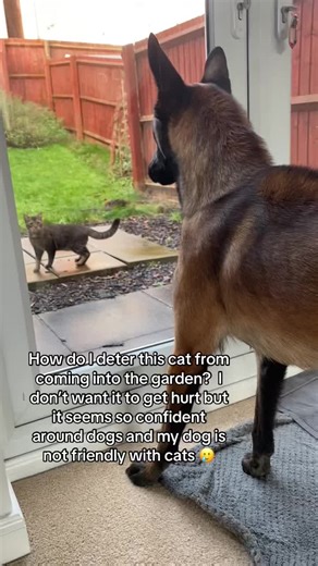 It sat up the back of the garden for an HOUR hiding like what do I do! I can’t risk letting her out when it’s there #fyppppppppppppppppppppppp #foruyou #malinois #menace