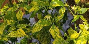 Kenali Gejala Virus Gemini pada Cabai dan Cara Mengatasinya