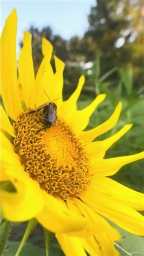 Bees and Sunflowers