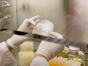 High-throughput Assay to Phenotype Salmonella enterica Typhimurium Association, Invasion, and Replication in Macrophages