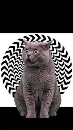 Illusion Moments #funny