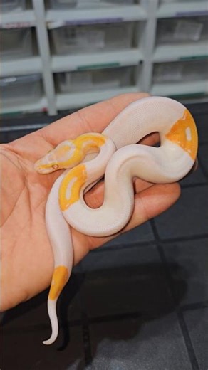 I'm so blessed to have him😙🐍 #joinreptiles #royalpythons #pythonregius #exotics #reptiles #pets