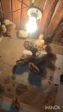 🐣 Project 62 | First Day sa Brooder! Paano Ko Inalagaan ang Mga Bagong Pisa