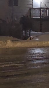Moose across the street in my neighborhood. | Ryan Adams