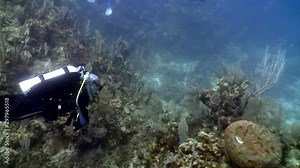 Diving in underwater Caribbean Sea. Concept of diversity of fish species and marine, inhabitants in tropical life of underwater wildlife, wild nature of sea lagoon.