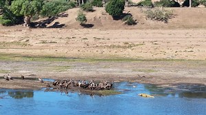 14K views · 115 reactions | While on an early morning drive at Chilojo cliffs, we were lucky enough to witness a lion kill in the Runde riverbed. After the cats discarded their meal, a wake vultures came in to feast on the waterbuck carcass. However, the birds were forced to abandon their meal to make way for a sizeable crocodile that moved in to commandeer the meal. #GonarezhouNationalPark | Gonarezhou National Park | Facebook