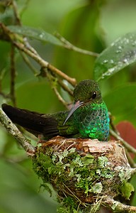 A very fidgety rufous-tailed hummingbird #hummingbird #panama #wildtravel #ad | Robert E Fuller