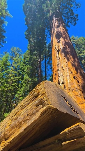 Stepping Inside a Giant Sequoia! 🌲 Nature's Hidden Secret | Kings Canyon