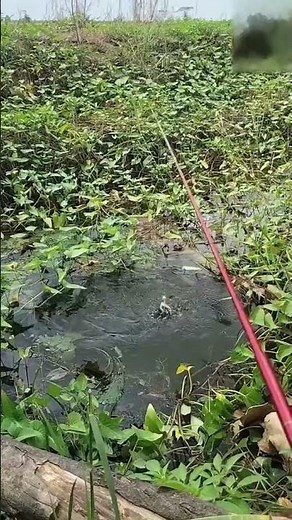🎣 Fishing Short Video #75 | Big Fish Moments 2025