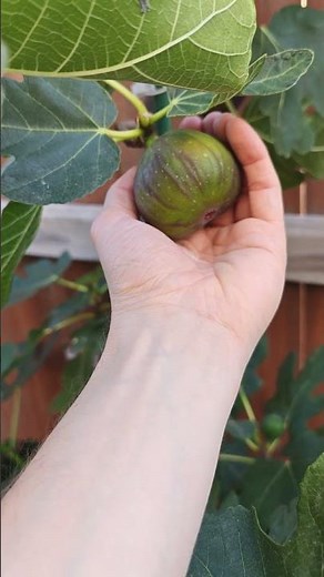 Ripe Brown Turkey Figs!