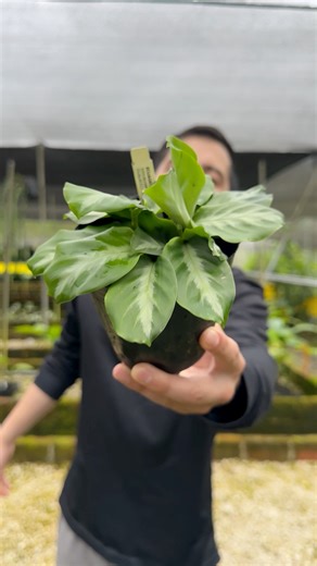 2.2K views · 56 reactions | Calathea loeseneri! 朗 Also called the "Brazilian Star," this tropical beauty (now Goeppertia loeseneri) is loved for its big, patterned leaves and pretty white/pink flowers. Keep it happy with bright, indirect light, warm temps (18∘C-25∘C), and most importantly, high humidity. It's a gorgeous air purifier that brings jungle vibes indoors! ✨ #Calathea #BrazilianStarCalathea #TropicalPlants #Houseplants #junglevibeshostel | Ecuagenera Araceae | Facebook