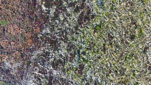 We were lucky enough to stumble upon a salmon run in Humpy Creek at Grewingk glacier’s intertidal zone/beach zone while sampling! They were fighting against the current to make it to their spawning site. We admired them in awe. This video was taken by a drone used by our lab during our fieldwork in Kachemak Bay this past August. I am a 4th-year PhD candidate in the Nielsen Lab at UTMSI, the lead student on the project. I study the mercury cycle in glaciated watersheds undergoing glacial retreat.