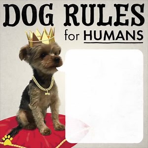 58K views · 1.5K reactions | Dog rules for humans | Pet Videos Daily | Facebook