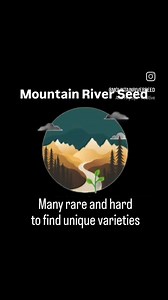 Pastila Shampan Winter Squash Seeds: French Heirloom, Non-gmo - Etsy Singapore