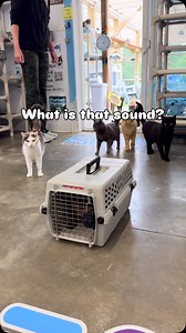 1.7K reactions · 67 comments | What is that sound? We do a “cat test”...