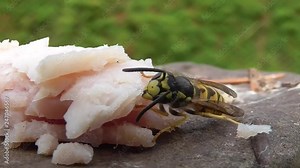 Deutsche Wespe frißt gekochten Schinken