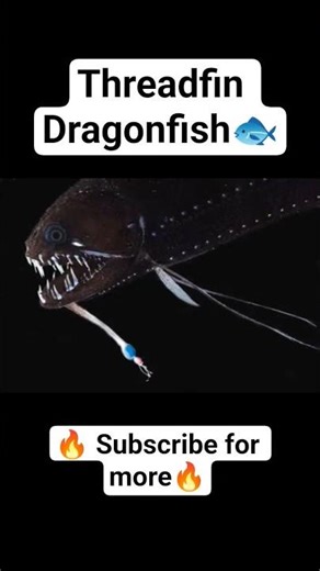 Threadfin Dragonfish🐟🐠🔥 #aquaculture #didyouknow #frompondtoprofit