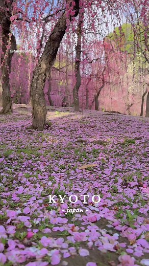 Exploring the Beauty of Plum Blossoms in Kyoto
