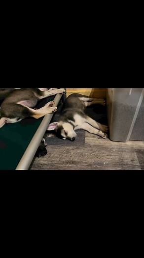 1.8K views · 84 reactions | Best thing about fostering is that I get to hug,carry, kiss and snuggle each one of these 13 darling puppies every night! You're cradling them and they give a big contented sigh and fall asleep in your arms. The most stress free happy feeling in the world. Having Uncle Croc helps too, babysitting them and herding them back in when it's time for bed. These puppies are so so SO special. | Bay Area German Shepherd Dog Rescue | Facebook