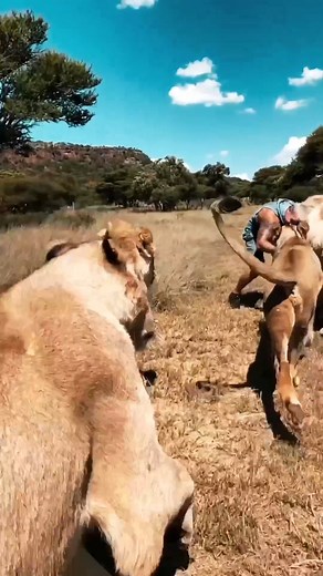 551K views · 13K reactions | Human friendship with lion 女 #lions #cuddle #wild #Wildlife #reels #shorts | Dean Schneider Fans Forever | Facebook