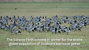1.2K views · 30 reactions | RSPB Scotland's Mersehead nature reserve hosts thousands of barnacle geese. This winter the birds have faced an avian influenza outbreak. Staff have been dealing with a crisis. WARNING! This video contains images of dead birds. You can keep up to date with everything at Mersehead by following RSPB Dumfries and Galloway. | RSPB Scotland | Facebook