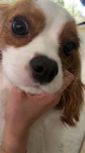 Cavalier King Charles spaniel always wants attention