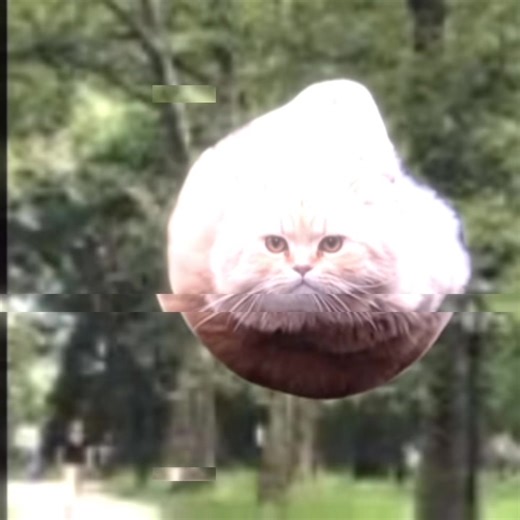 The Epic Flying and Spinning Cat Meme
